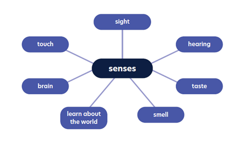 Word web diagram shows the word 'senses' in the centre of the web, with spokes radiating out to the words 'sight', 'hearing', 'taste', 'smell', 'learn about the world', 'brain', 'touch'.