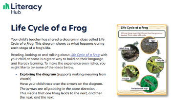 Life Cycle of a Frog (for families)  Image